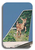 Frontier Airlines image